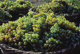 basket-grapes